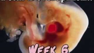 Week by week pregnancy - Week 6