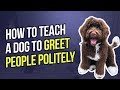 HOW TO TEACH A DOG TO GREET PEOPLE POLITELY