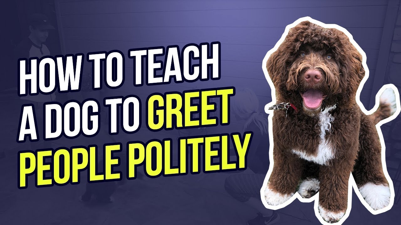 How To Teach A Dog To Greet People Politely Youtube