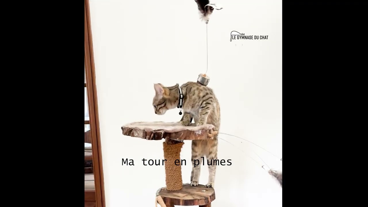 Arbre à chat : Ma tour en plumes