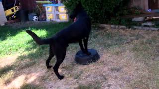 Bark & Hold - Object Guard