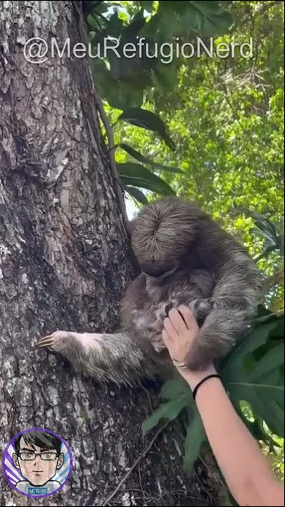 Vídeo de bebê orangotango derrete o coração de internautas - ISTOÉ