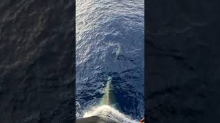 Dolphins Swimming in Front of a Ship