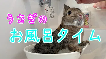 تحميل ガラスのうさぎ 風呂