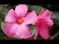 Dipladenia Sanderi - Decogarden