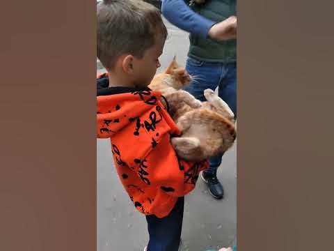 Рыжий кот - YouTube