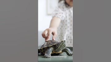 Is Turtle Bulletproof?🤔 | Life