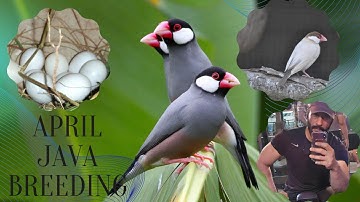 Summer Java Finch Breeding Tips #javasparrow #javabreeding
