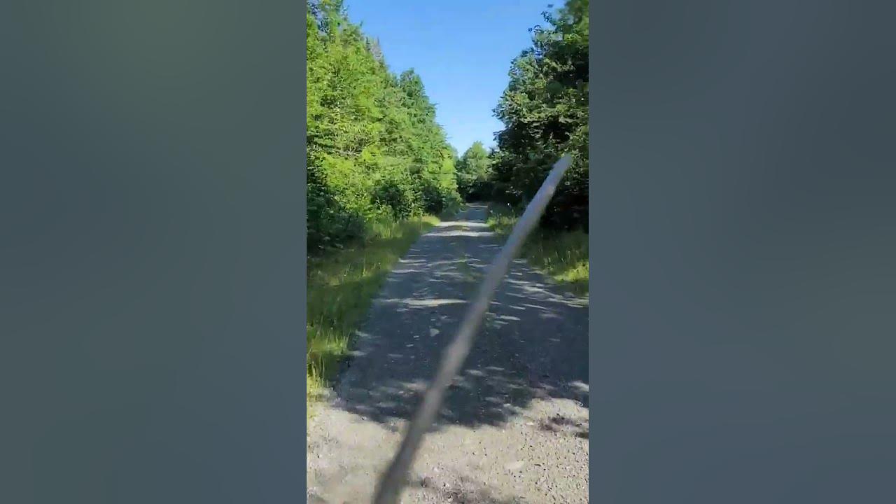 maine bear training season! bearseason hunting bear dog bearhunt nature 