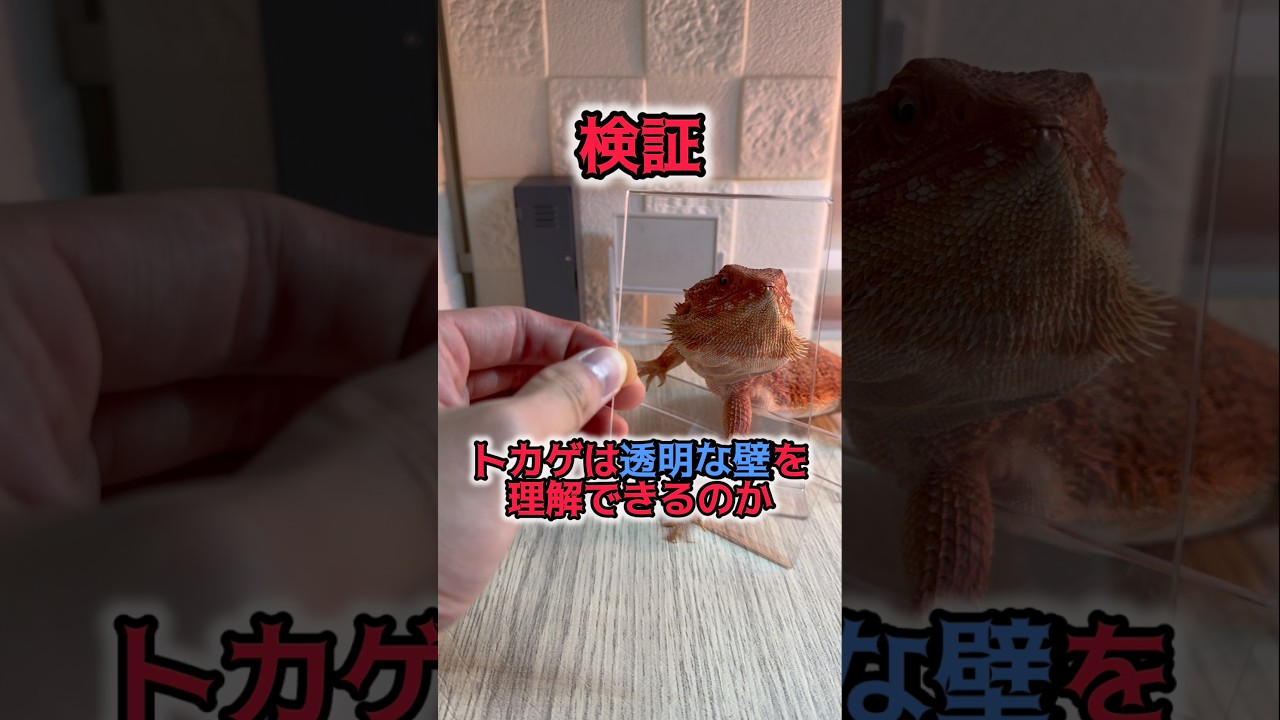 【検証】トカゲは透明な壁を理解できる?