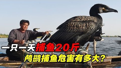 鸬鹚捕鱼的危害有多大？传承千年被禁，专家：保护鱼也保护鸟 - 天天要闻