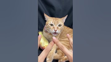 ERROR 404... 🤕 #animals #capcut #cats #funnyvideo