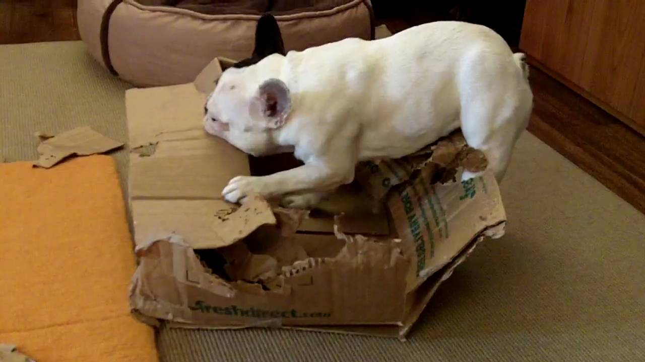 dog destruction box