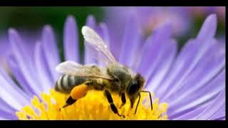 Musik original Tari Lebah tari anak anak umur 4 - 9 tahun