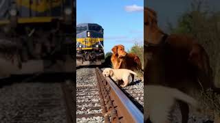 As the Train Rushed Closer… This Mother Dog Made a Split-Second Decision 🐕🚆