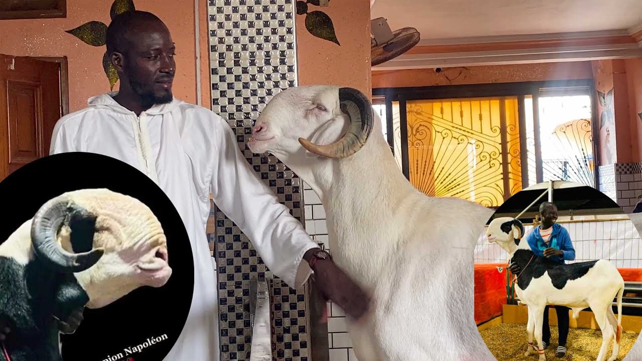 WAX TANN AK AZIZ DIOP DE DARMANKO NAPALEON BAYE BIRANE A MAISON BLANCE