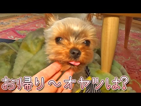 【ヨークシャテリア】ママの帰りよりオヤツが嬉しいヨークシャテリア【Yorkshire Terrier】