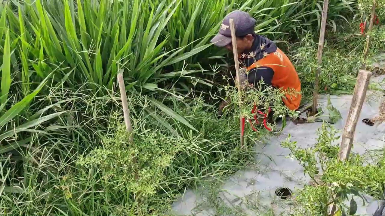 EXTREME SPEED! FARMERS SLASH CHILI FIELD WEEDS FAST WITH SHARP KNIFE! - Agriculture Gardening