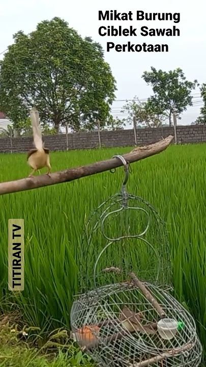 Mikat Burung Ciblek sawah di Kota