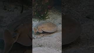 Raie Torpille Méditerranée