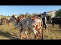 curral de  vacas do nossa amigo Adriano sítio manuino itiba PE