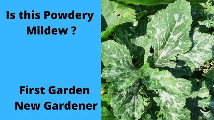 Is this powdery Mildew? Maybe not - First garden n...