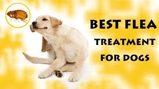 Best Flea Treatments for dogs by Stylinggo 150,019 views 6 years ago 7 minutes, 37 seconds