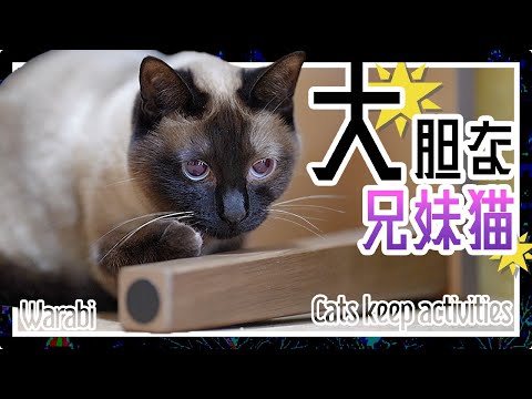 大胆な兄妹猫