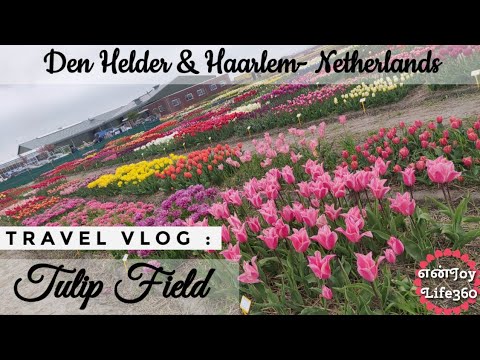 Den Helder|Flowers & Bulbs|Netherlands|Hillegom Tulip Field| Haarlem|Travel vlog | Holland | Europe
