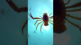 Spy Captures Rarely Filmed Tuna Crab Event  #naturepbs #tunacrab #spyintheocean