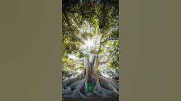 From Chaos to Calm The Secret to Stopping Overthinking by Shi Heng Speech #motivation #love