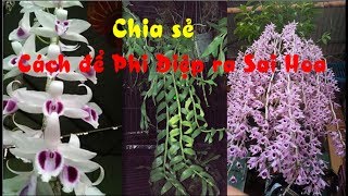 Chia sẻ cách chăm sóc cho PHI ĐIỆP (GIÃ HẠC) SAI HOA ( Quan trọng)