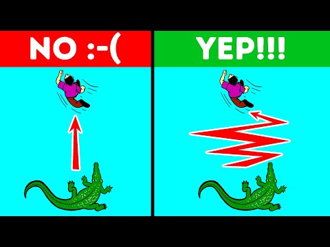What to Do When You See an Alligator