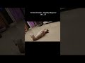 👀😂😹🐾#reels#love#shortsfeed#shorts#ytshorts#trending#labrador#viral#funny#dogs#labchannel#dog#pets#yt
