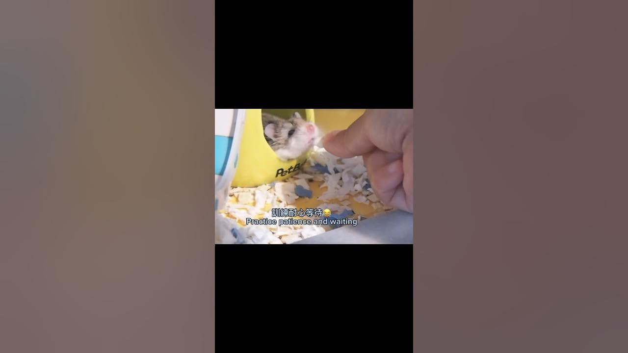 Can hamsters be trained to wait like dogs? YouTube