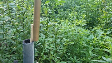 Tested my 1lb hot endburner tool with my hottest fuel.