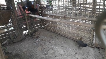 Qaib qus dawb ntsej .ib di