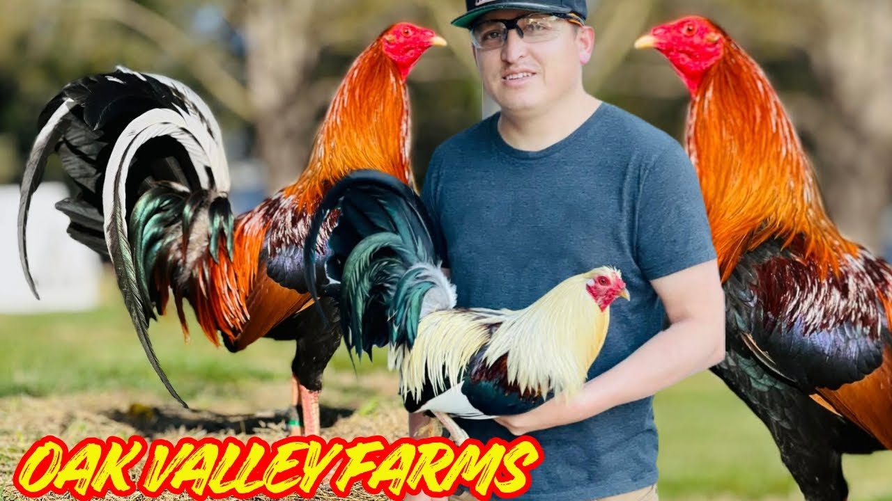 Oak Valley Farms - Outdoor Breeding Pens Feeding Time Free Range Shape Chicken Coop Outdoor 🇺🇸
