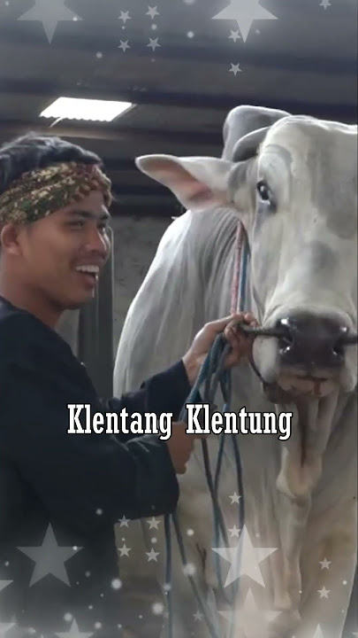 SUDAH SIAP_SAPI KURBAN IRFAN HAKIM TAHUN 2025 #shorts #sapi #sapijumbo #irfan  #artis #cow