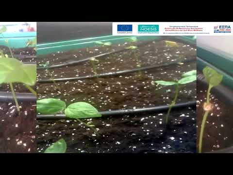 1ο ΕΠΑΛ Θήβας - ΝΟΗΣΙΣ 2022-2023 - Ανάπτυξη φυτών σε κλειστό σπορείο