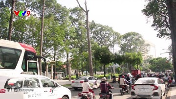 NHIỀU CÂY XANH CÔNG VIÊN CHẾT HÀNG LOẠT KHÔNG RÕ NGUYÊN NHÂN