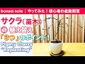 【初心者の盆栽剪定】桜（サクラ）①植え替え3つのポイント！｜bonsai note