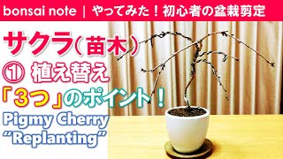 【初心者の盆栽剪定】桜（サクラ）①植え替え3つのポイント！｜bonsai note