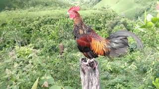 Suab qaib qus txuam ob qua zoo dib qaib qus tuaj zoo.