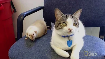 ¿Pueden ser amigos un gato y una rata?