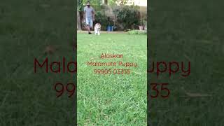 Show Quality Alaskan Malamute Male Puppy In India 99905 03335 For Sale