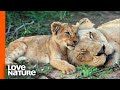 Hungry Lion Cubs Beg Mom For Milk | Predator Perspective | Love Nature