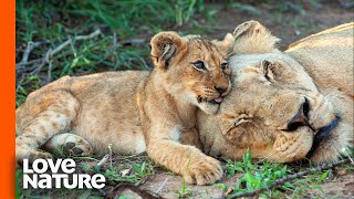Hungry Lion Cubs Beg Mom For Milk | Predator Perspective | Love Nature