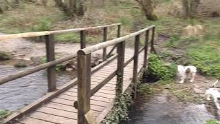 3 Mile Circular walk around Otterhead Lakes Somerset
