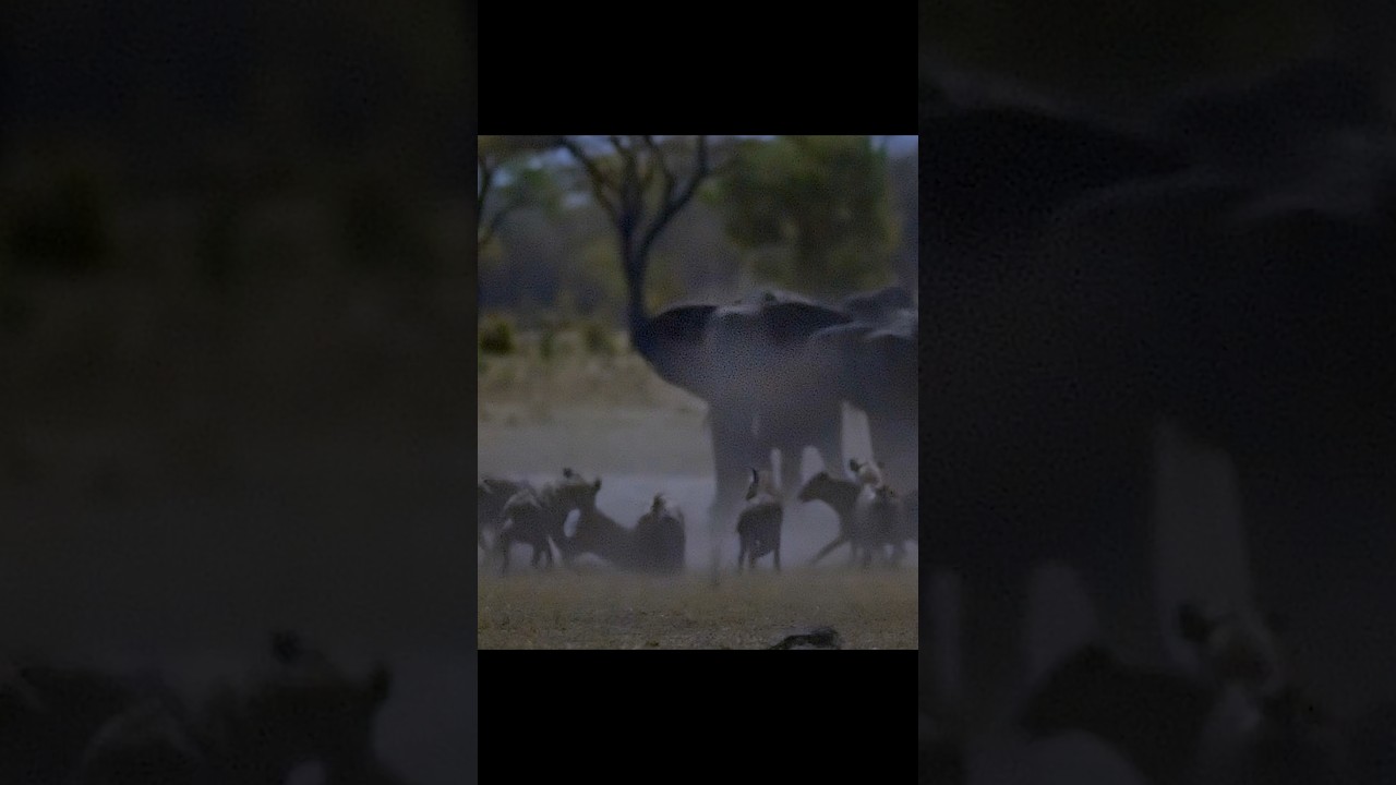 Бабушка спешит на помощь! Слонёнок спасён как раз вовремя 